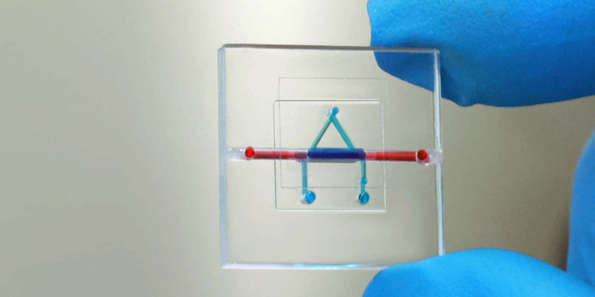 Strengthening DLOC’s organ-on-chip patents